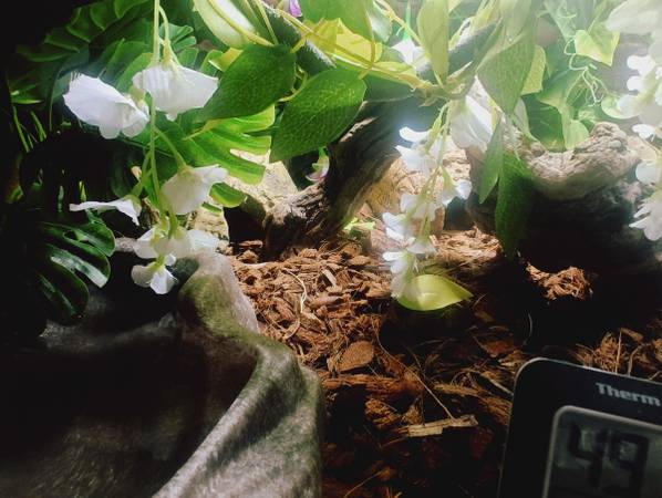 ¡Super cobra real canela! ¡Habitat personalizado! (West Sacramento)63848769409027124