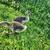 Pilgrim goslings 2 thumbnail
