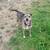 Catahoula mix 4 thumbnail