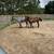 Ranch bred colt 1 thumbnail