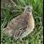 Coturnix quail jumbos 3 thumbnail
