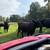bred cows 4 thumbnail