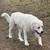 Missing great Pyrenees male Carthage, Missouri 1 thumbnail