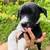 Free puppies 4 thumbnail