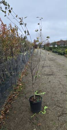 Fruit Trees grafted combination 1