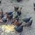 Laying Hens 1 thumbnail