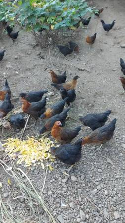 Laying Hens 1