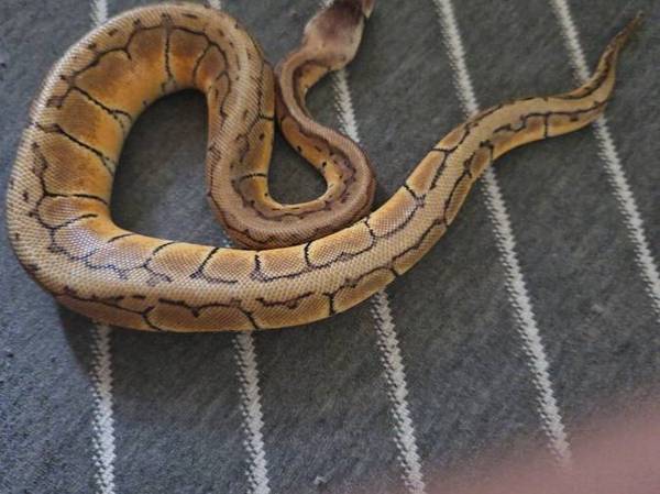 Ball python 1