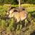 Mini donkeys 3 thumbnail
