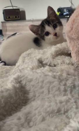 Cat 1