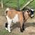Nigerian Dwarf Buck 3 thumbnail