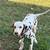 Dalmatian 4 thumbnail