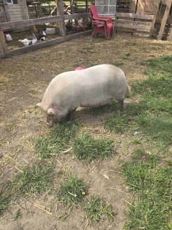 🐖 1
