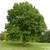 Flowering Trees, Ornamental Trees, Shade Trees, Evergreen 12 thumbnail