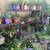 Vegetable flat$6 flower flats $8 hanging baskets $10 3 thumbnail