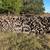 Split-oak seasoned firewood 3 thumbnail