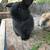 Lop bunnies 4 thumbnail