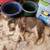 Standard Australian Shepherd 6 thumbnail