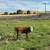 Hereford Steer 2 thumbnail