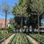 Olive Tree 3 thumbnail