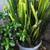 Sansevieria Plants. (2). Fully grown, in pots. $20 each 1 thumbnail