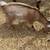 Registered Nigerian Dwarf Doelings 8 thumbnail