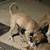 Anatolian shepherd 5 thumbnail