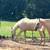 Horses 4 thumbnail
