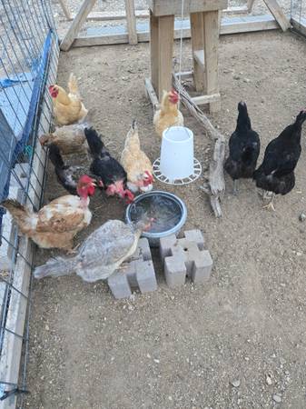 LAYING HENS (Vail)519877378924892161