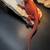Premium Red Monster Bearded Dragons 1 thumbnail