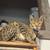 Exotic Savannah cat 8 thumbnail