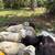Sheep 3 thumbnail