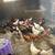 Rabbit /Laying hens and roosters 3 thumbnail