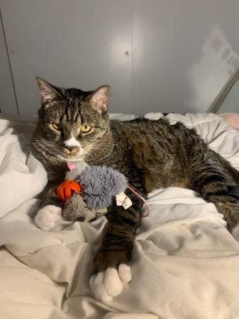 Lost Cat - Stitch. Gray tabby - Arvada, CO (Arvada)63679587360003123