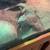 Uromastyx 2 thumbnail