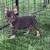 Puppy artificial grass 1 thumbnail