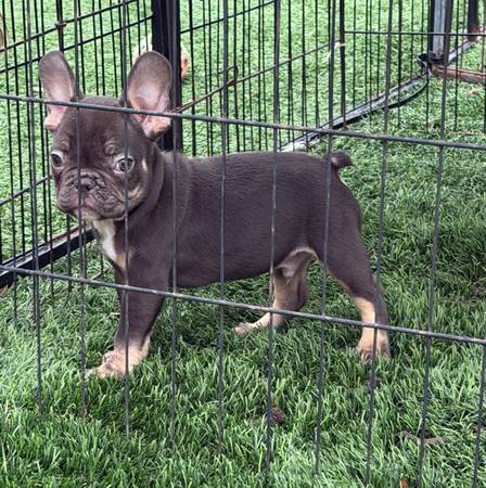 Puppy artificial grass 1