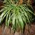 A Variety of Healthy House Plants 4 thumbnail