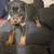 Doberman 2 thumbnail