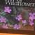 Wildflowers A Collection of U.S. Commemorative Stamps 1 thumbnail