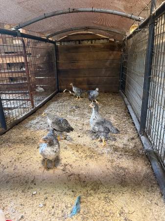 Pullets 1