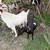 Nigerian dwarf goats 2 thumbnail