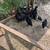 Chicks 4 thumbnail