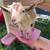 Nigerian Dwarf Buckling: great lines! 6 thumbnail