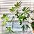 Fun ornamental plants for sale 3 thumbnail
