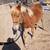 Yearling filly 4 thumbnail