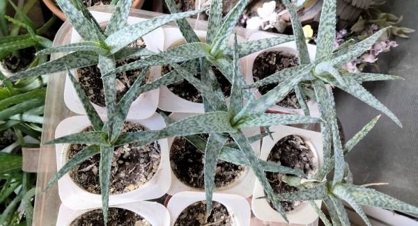 White Fox Aloe Plants 1