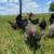 Hens 1 thumbnail
