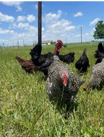 Hens 1