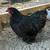 Chicken hatching eggs 2 thumbnail